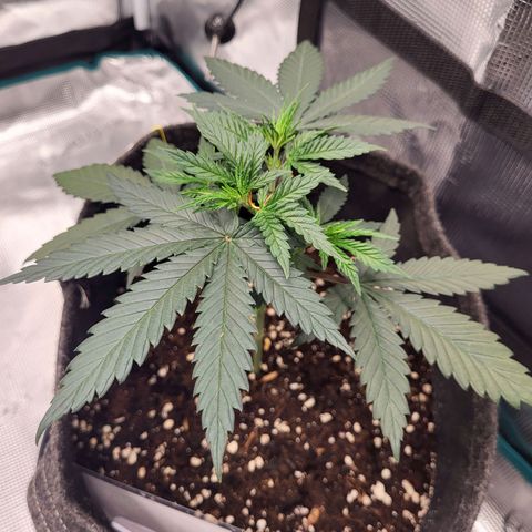 Granddaddy Purple growlog timeline photo