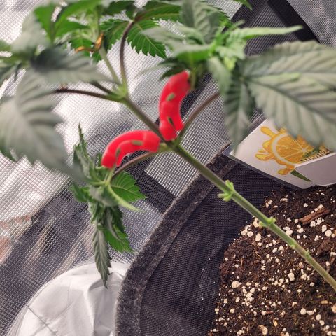 Amnesia Lemon growlog timeline photo