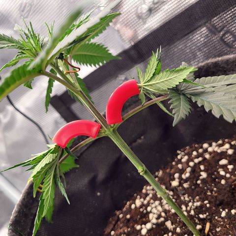 Granddaddy Purple growlog timeline photo