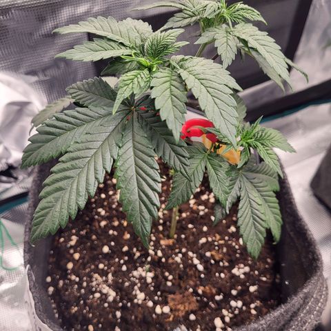 Amnesia Lemon growlog timeline photo