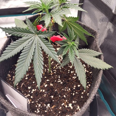 Granddaddy Purple growlog timeline photo