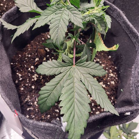 Blue Forest Berry growlog timeline photo
