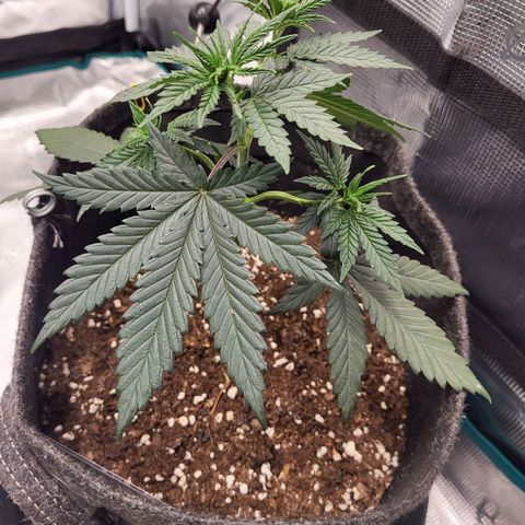 Granddaddy Purple growlog timeline photo