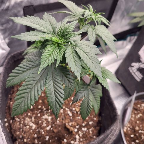 Amnesia Lemon growlog timeline photo