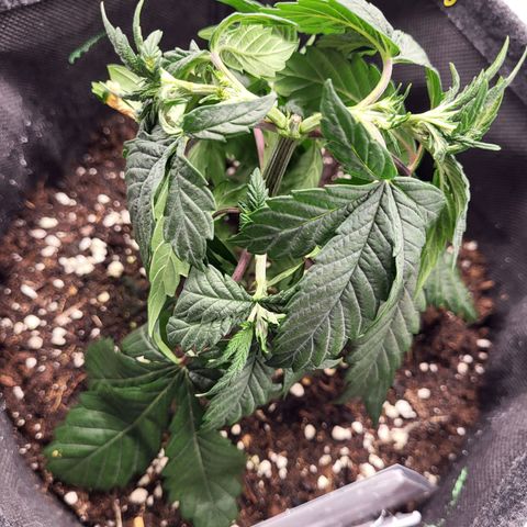 Blue Forest Berry growlog photo: Pflanze hängt, habe nochmal gegossen und hoffe, dass sie sich wieder fängt.. Den anderen Pflanzen im Zelt geht es gut obwohl alle gleich behandelt wurden...