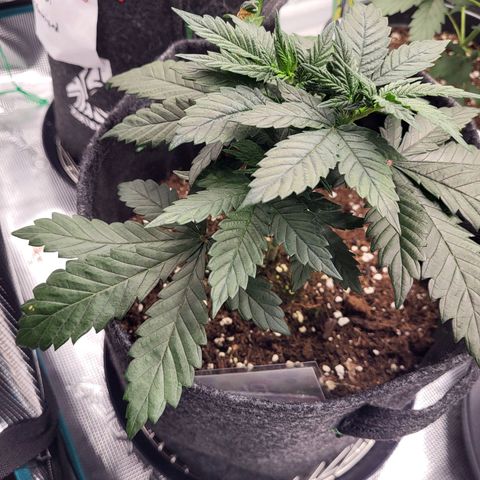 Blue Forest Berry growlog timeline photo