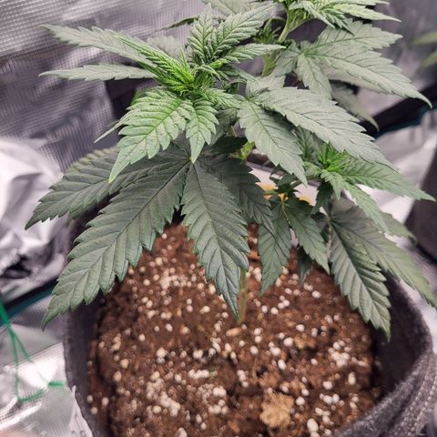 Amnesia Lemon growlog timeline photo