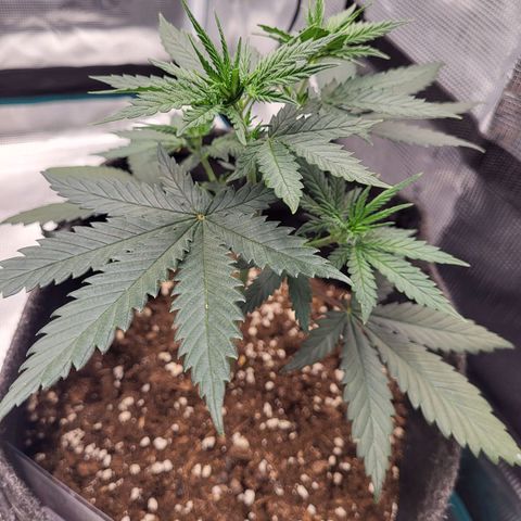 Granddaddy Purple growlog timeline photo