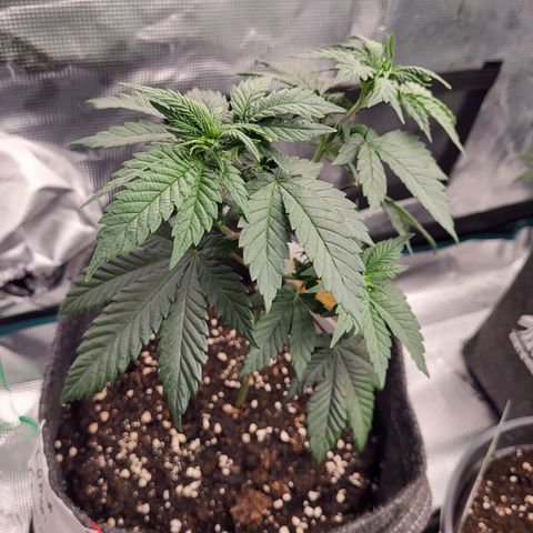 Amnesia Lemon growlog timeline photo