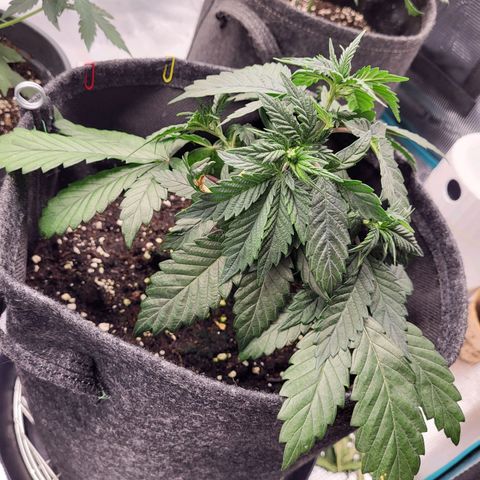 Blue Forest Berry growlog timeline photo