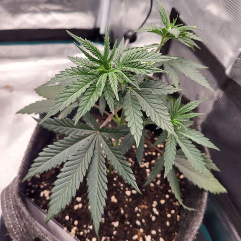 Granddaddy Purple growlog timeline photo