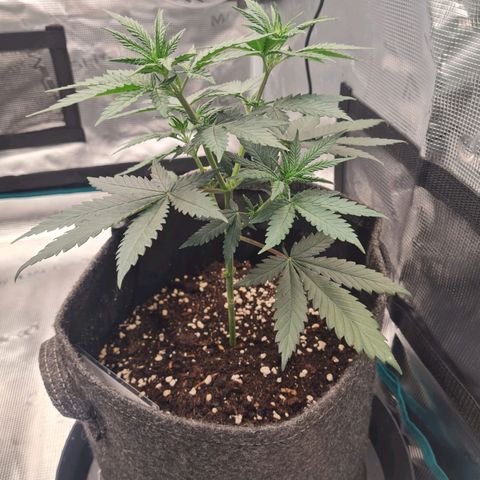 Granddaddy Purple growlog timeline photo