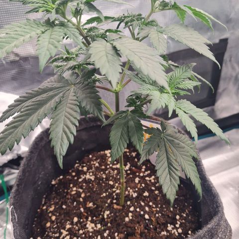 Amnesia Lemon growlog timeline photo