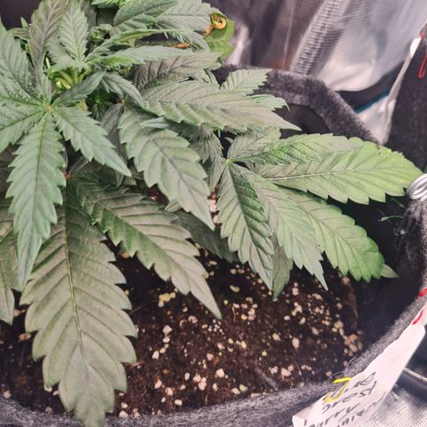 Blue Forest Berry growlog timeline photo