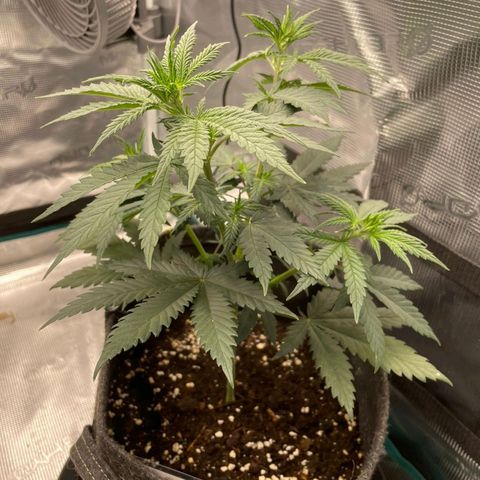 Granddaddy Purple growlog timeline photo