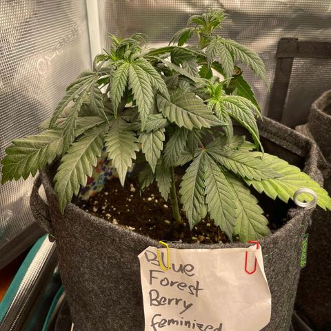 Blue Forest Berry growlog timeline photo