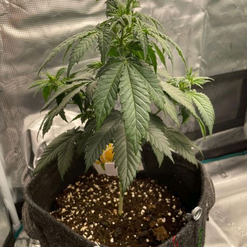 Amnesia Lemon growlog timeline photo