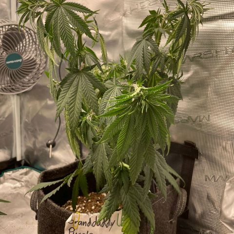 Granddaddy Purple growlog timeline photo