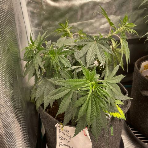 Blue Forest Berry growlog timeline photo