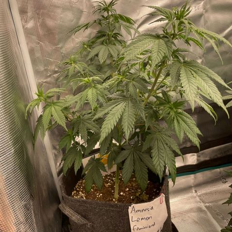 Amnesia Lemon growlog timeline photo