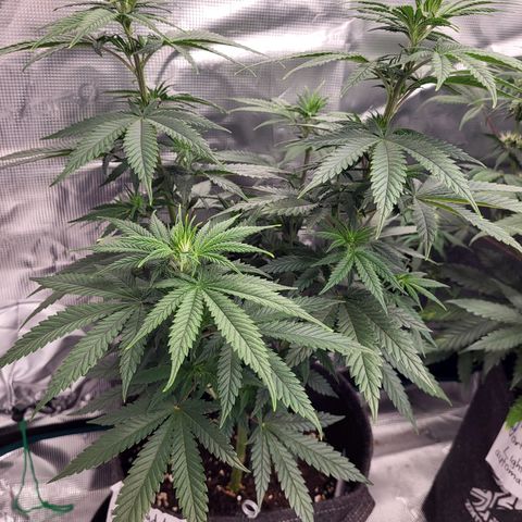 Granddaddy Purple growlog timeline photo