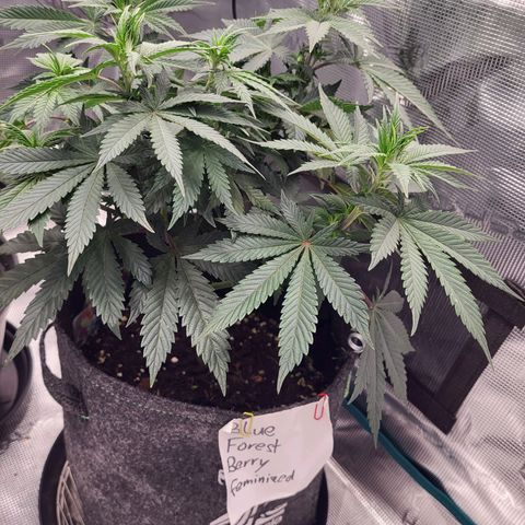 Blue Forest Berry growlog timeline photo