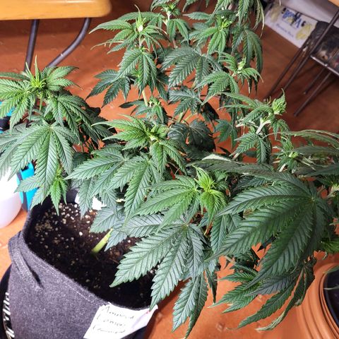 Amnesia Lemon growlog timeline photo