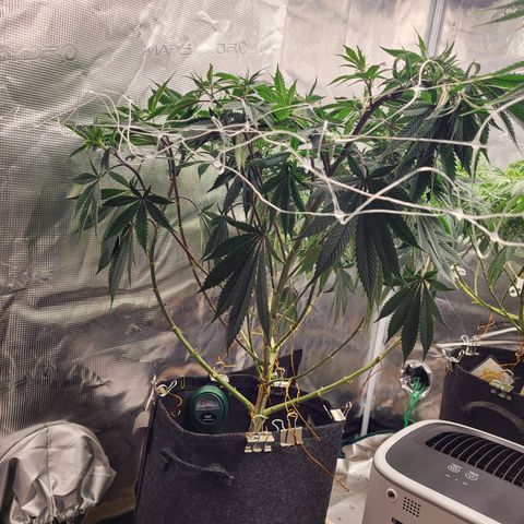 Blue Forest Berry growlog timeline photo