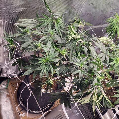 Blue Forest Berry growlog timeline photo