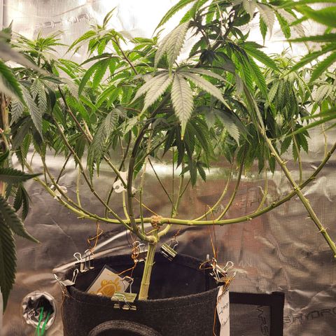 Amnesia Lemon growlog timeline photo