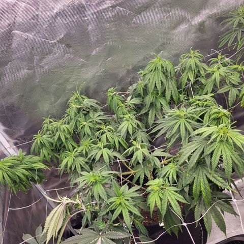 Amnesia Lemon growlog timeline photo