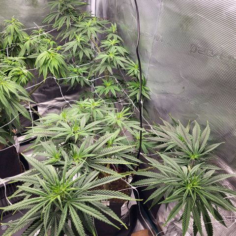 Granddaddy Purple growlog timeline photo