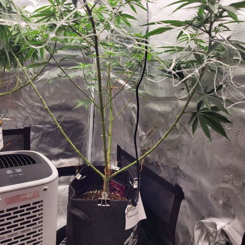 Granddaddy Purple growlog timeline photo