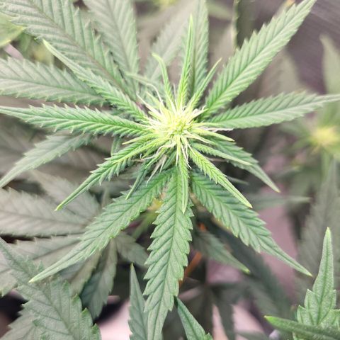 Granddaddy Purple growlog timeline photo