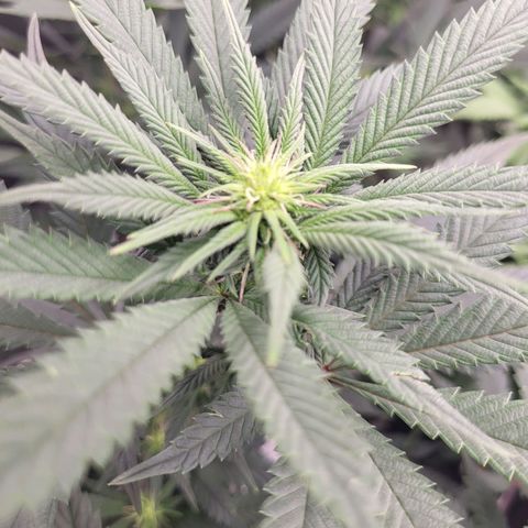 Blue Forest Berry growlog timeline photo