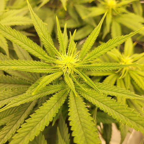 Amnesia Lemon growlog timeline photo