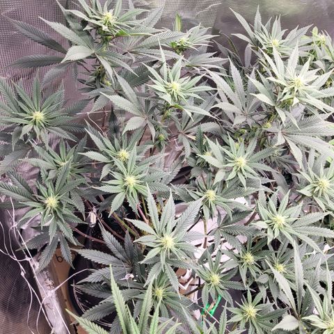 Blue Forest Berry growlog timeline photo