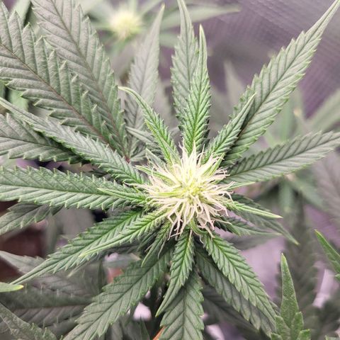 Granddaddy Purple growlog timeline photo