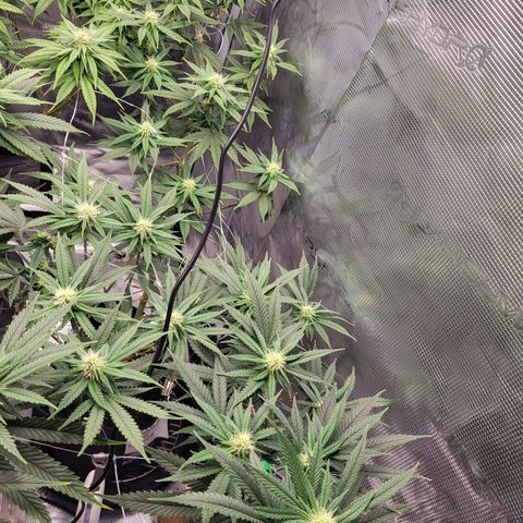 Granddaddy Purple growlog timeline photo