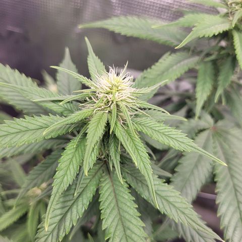 Amnesia Lemon growlog timeline photo