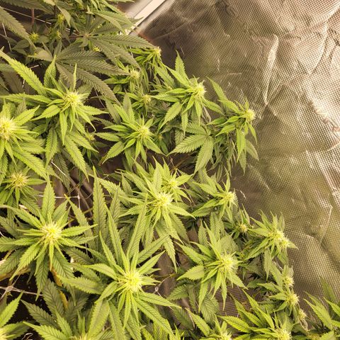 Amnesia Lemon growlog timeline photo