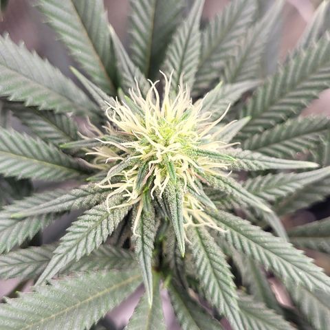 Blue Forest Berry growlog timeline photo