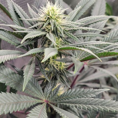 Blue Forest Berry growlog timeline photo