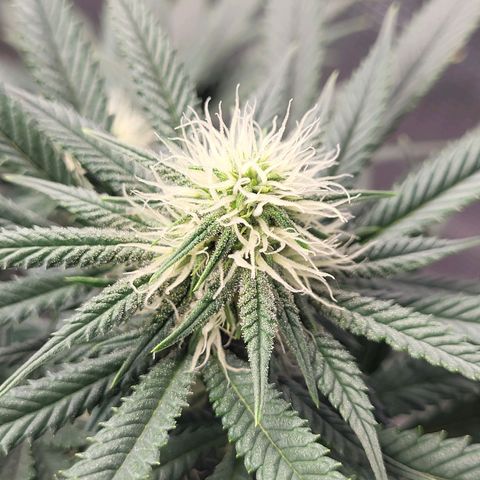 Granddaddy Purple growlog timeline photo