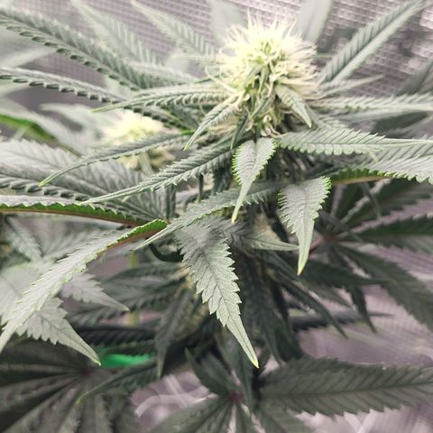 Granddaddy Purple growlog timeline photo