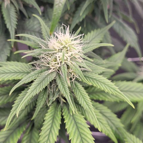 Amnesia Lemon growlog timeline photo