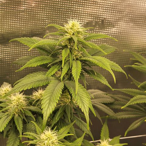 Amnesia Lemon growlog timeline photo