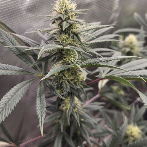 Blue Forest Berry growlog timeline photo