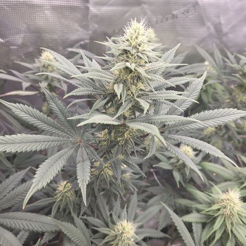 Blue Forest Berry growlog timeline photo