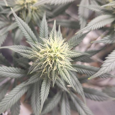 Blue Forest Berry growlog timeline photo